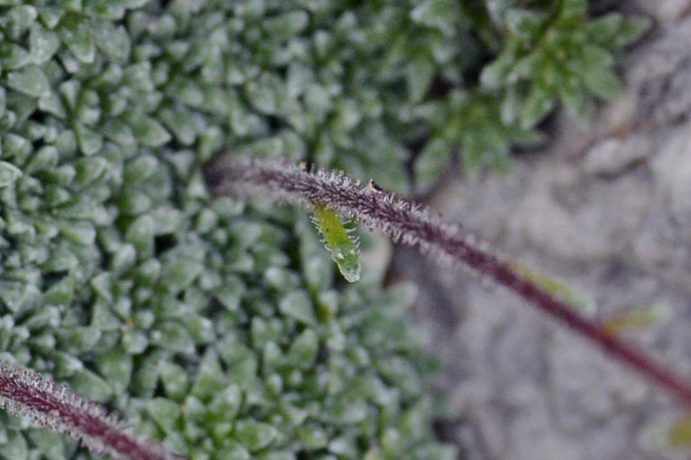 Saxifraga cfr. caesia