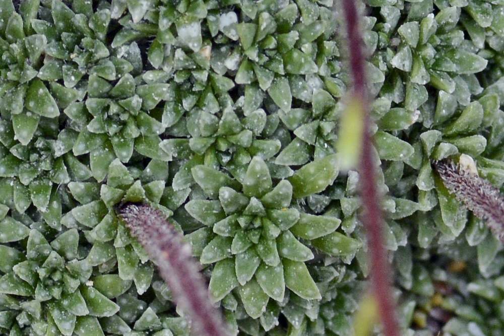 Saxifraga cfr. caesia