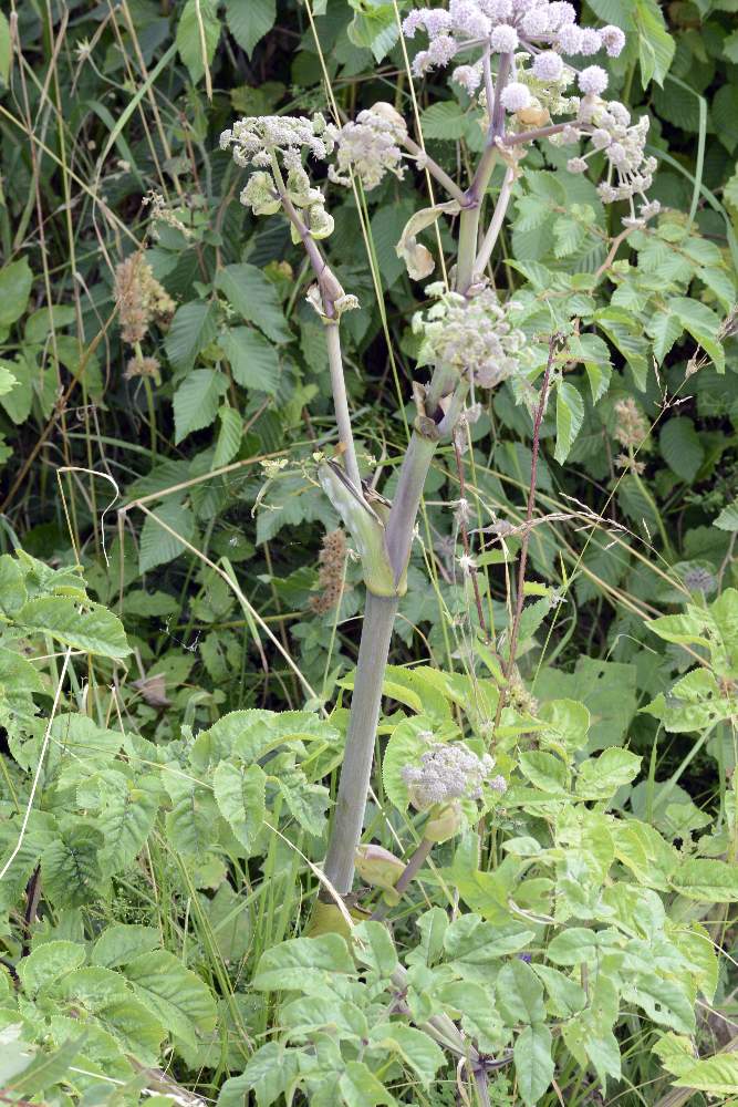 Angelica sylvestris / Angelica selvatica