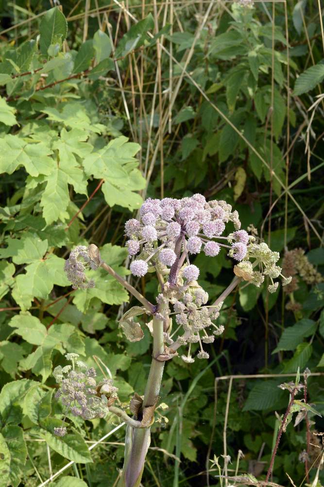 Angelica sylvestris / Angelica selvatica