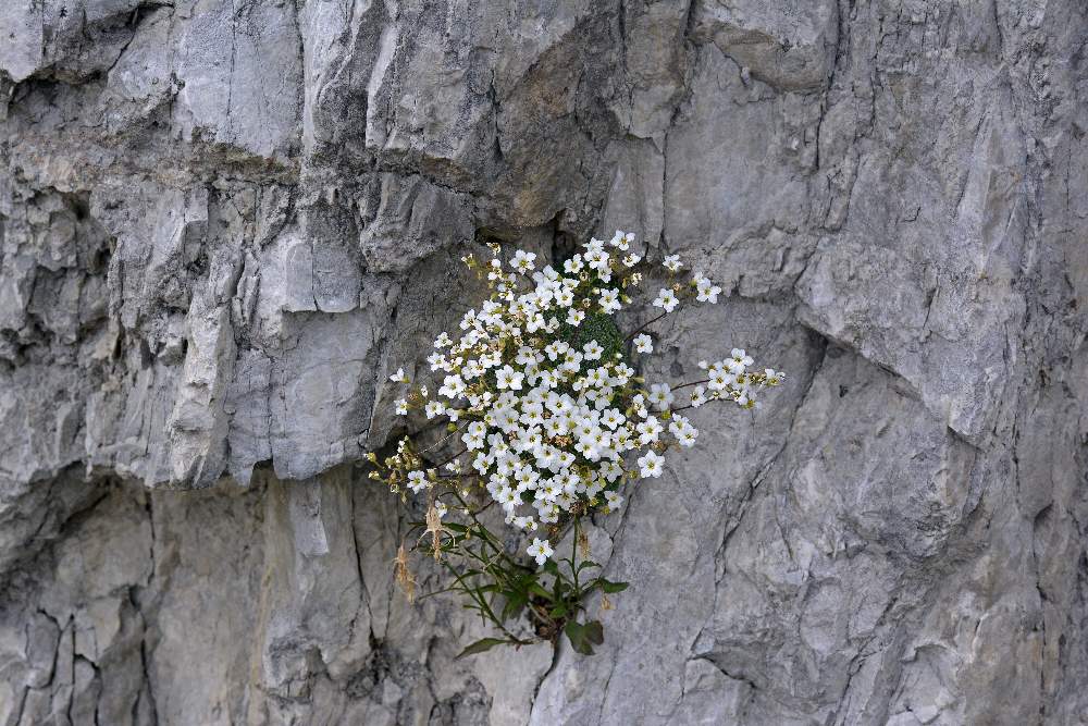 Saxifraga cfr. caesia