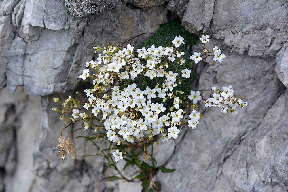 Saxifraga cfr. caesia