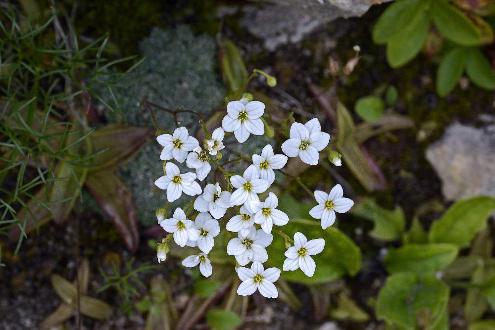 Saxifraga cfr. caesia