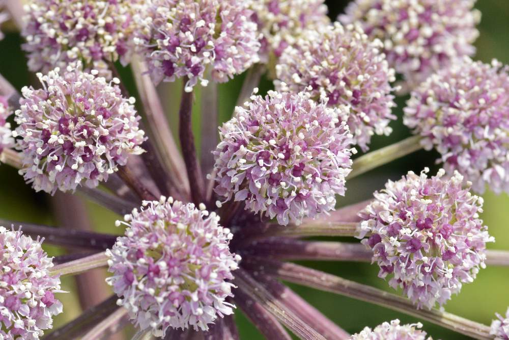 Angelica sylvestris / Angelica selvatica