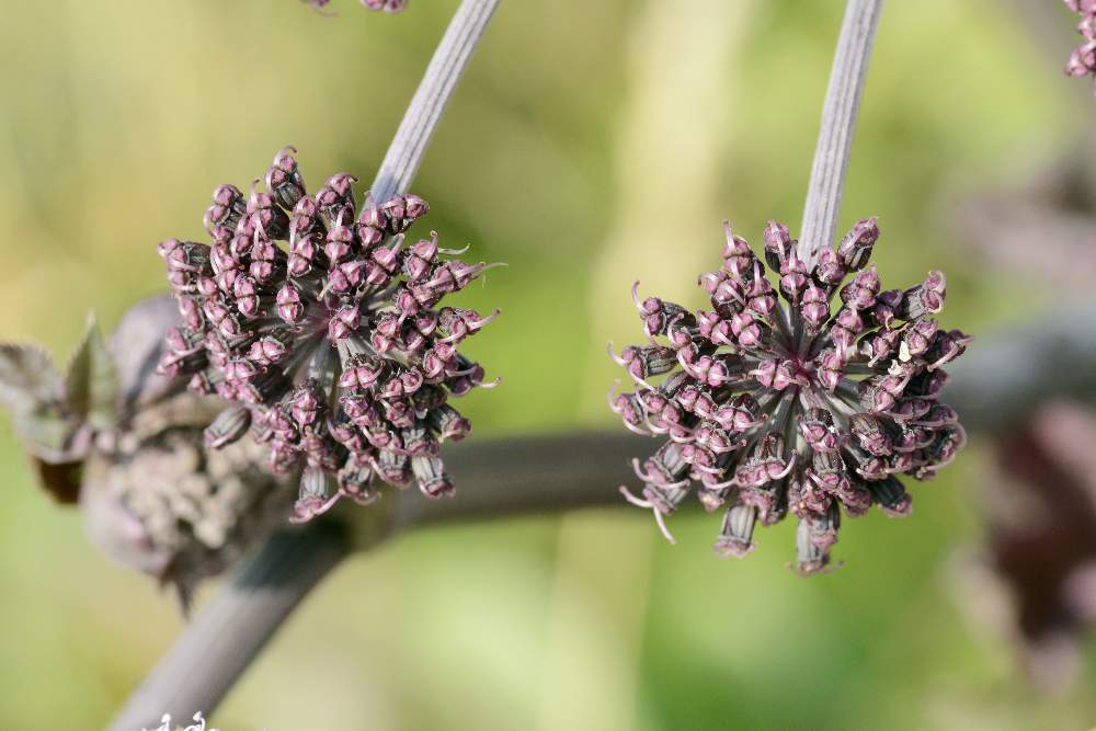 Angelica sylvestris / Angelica selvatica