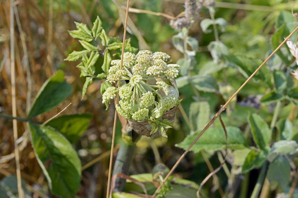 Angelica sylvestris