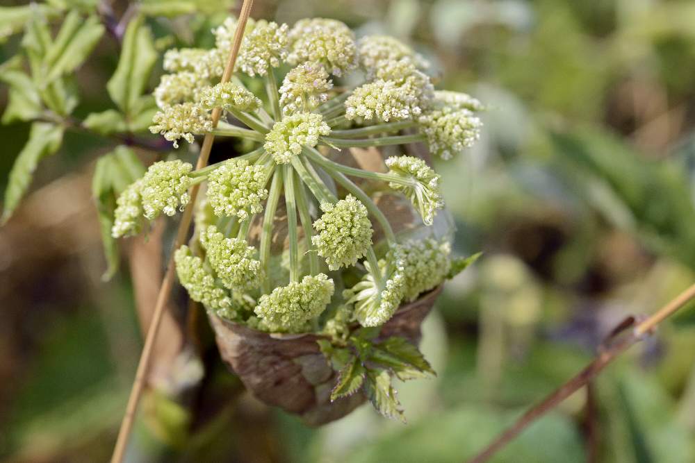 Angelica sylvestris