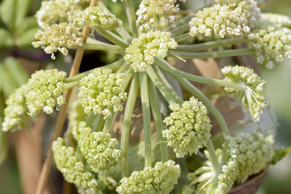 Angelica sylvestris