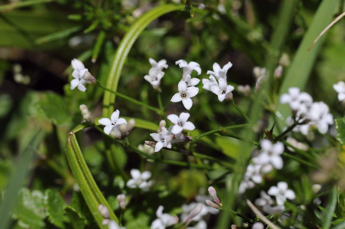 Piccoli fiori da ID - Asperula sp.