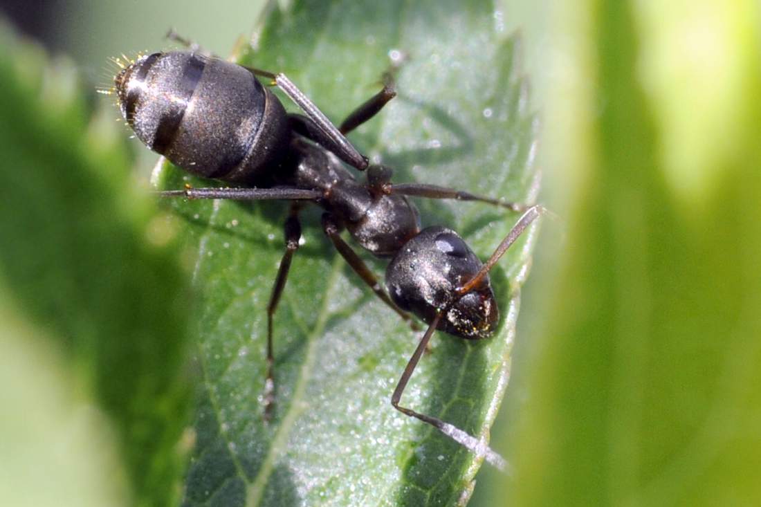 Formica da ID