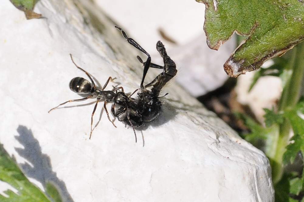 Formica sp. (cfr gruppo fusca) con maschio di Bibionidae