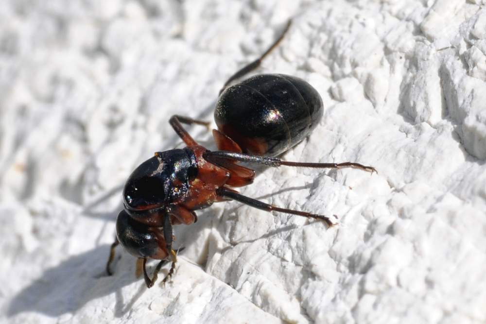 Probabile Formica sp. del gruppo rufa (regina)