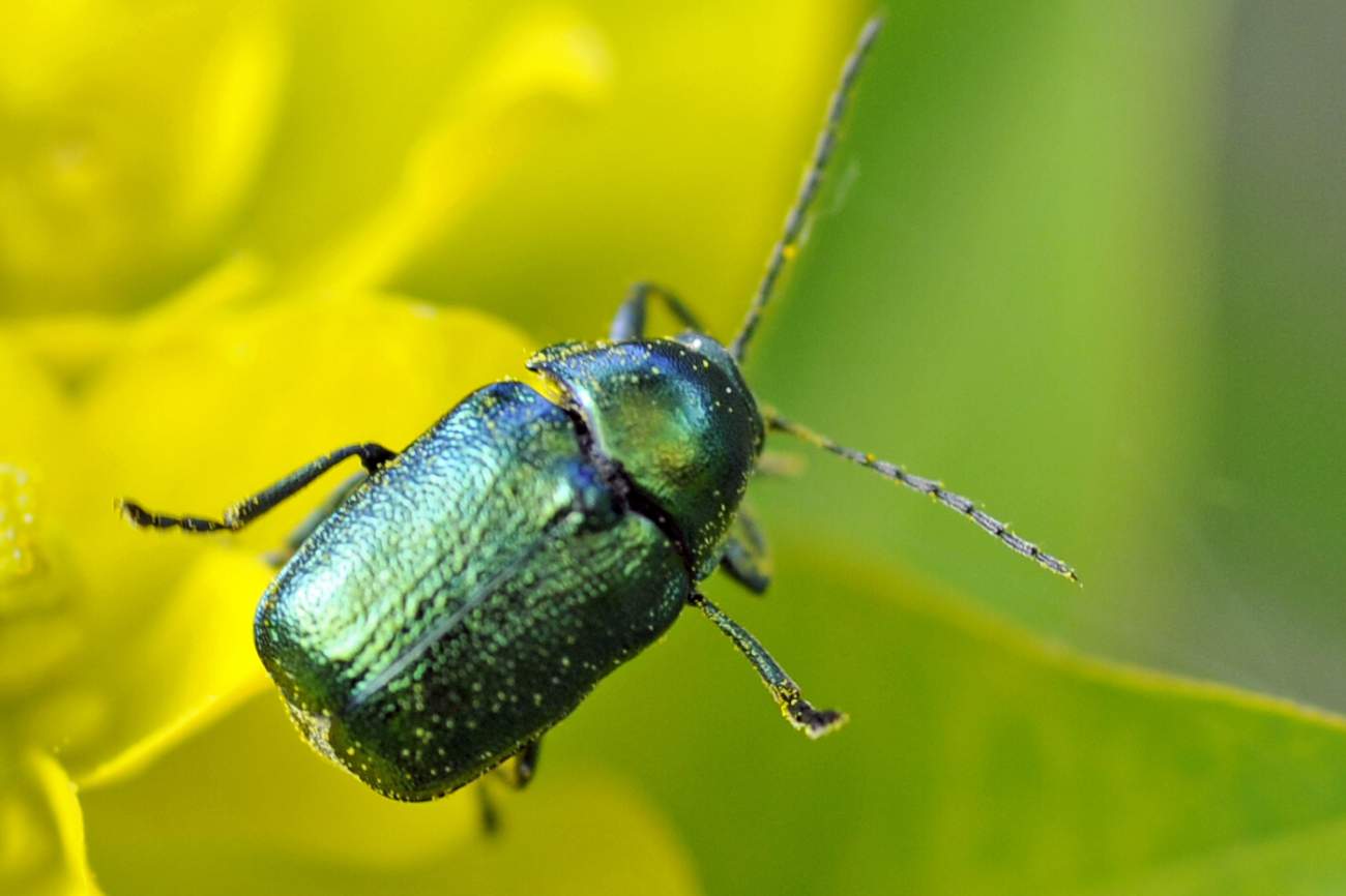 Conferma per Gastrophysa viridula - no, Cryptocephalus sp.