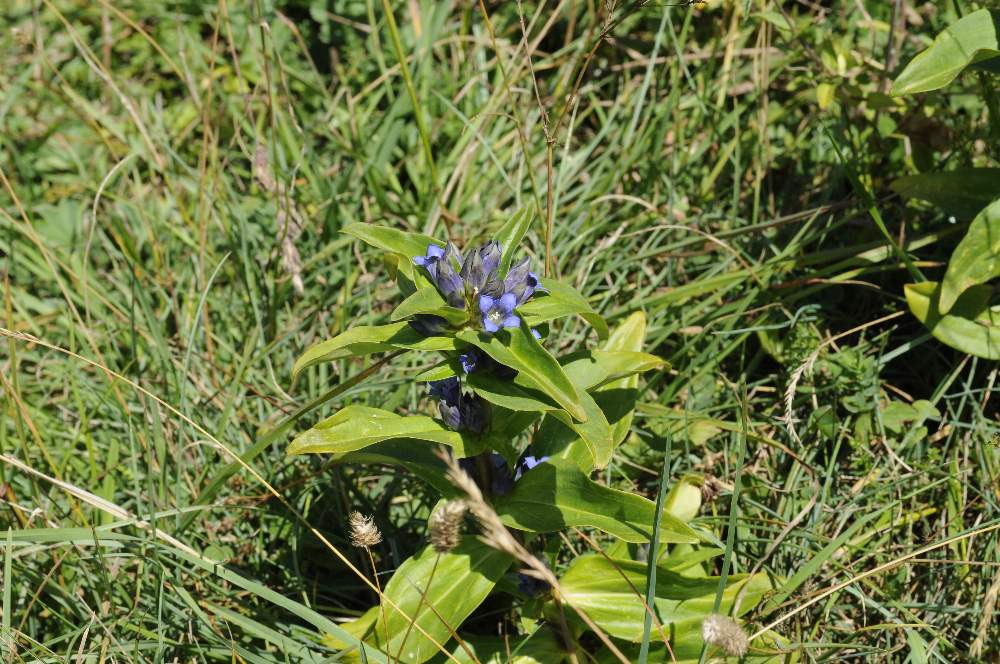 Gentiana cruciata