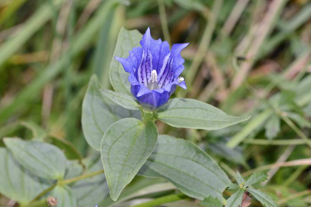 Gentiana asclepiadea