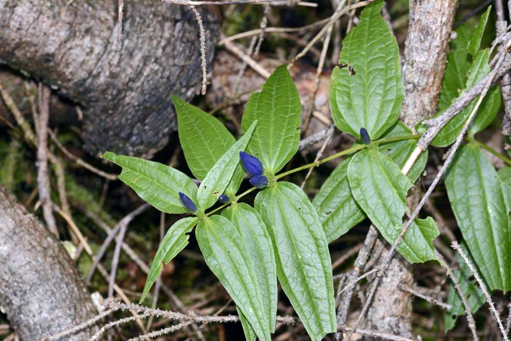 Gentiana asclepiadea