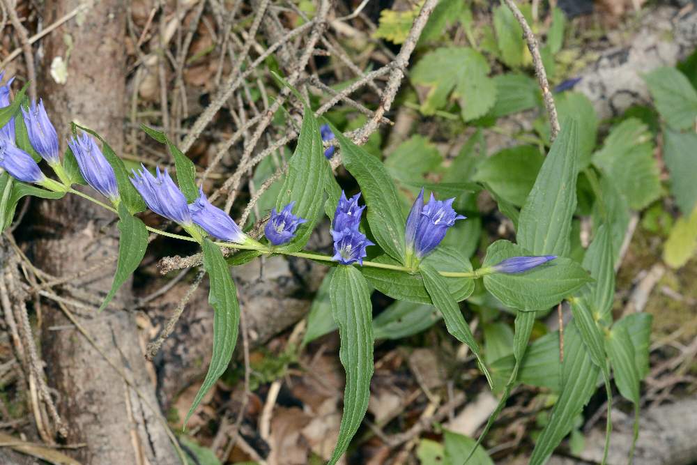 Gentiana asclepiadea
