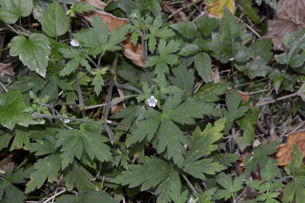 Geranium sibiricum / Geranio di Siberia