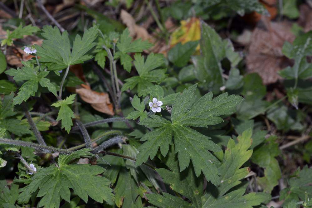 Geranium sibiricum / Geranio di Siberia