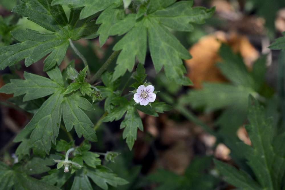 Geranium sibiricum / Geranio di Siberia