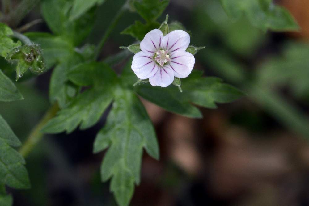 Geranium sibiricum / Geranio di Siberia