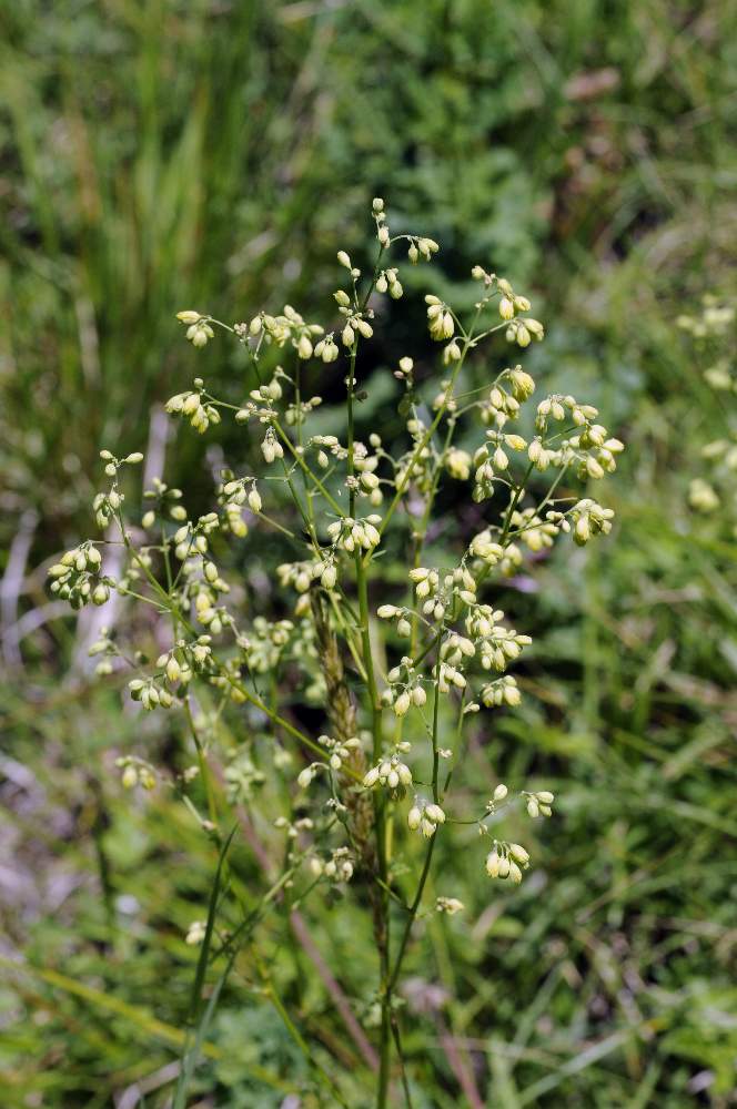 Pianta o fiore strano - Thalictrum cfr. minus