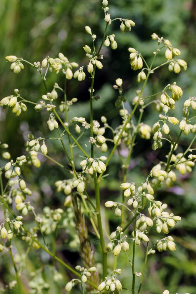 Pianta o fiore strano - Thalictrum cfr. minus