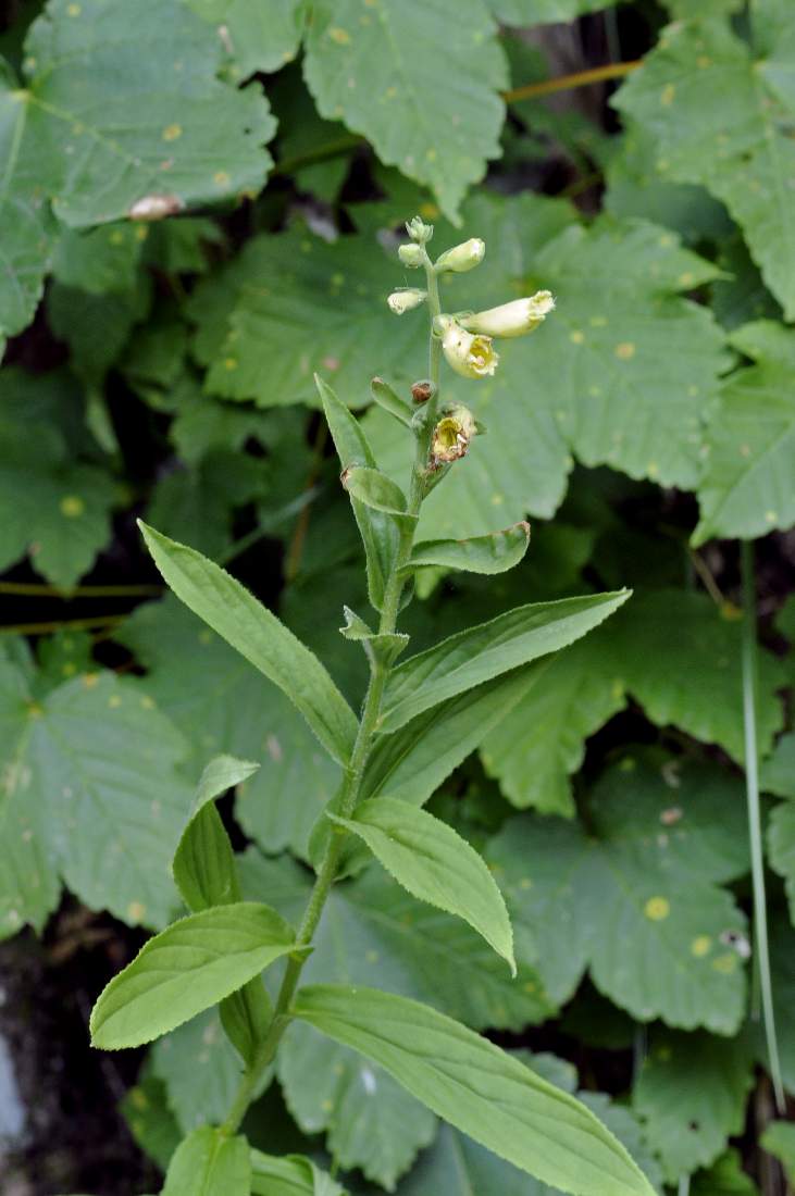 Digitalis lutea