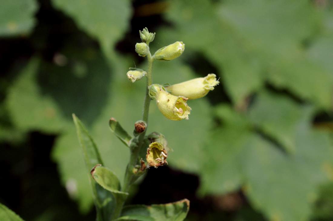 Digitalis lutea