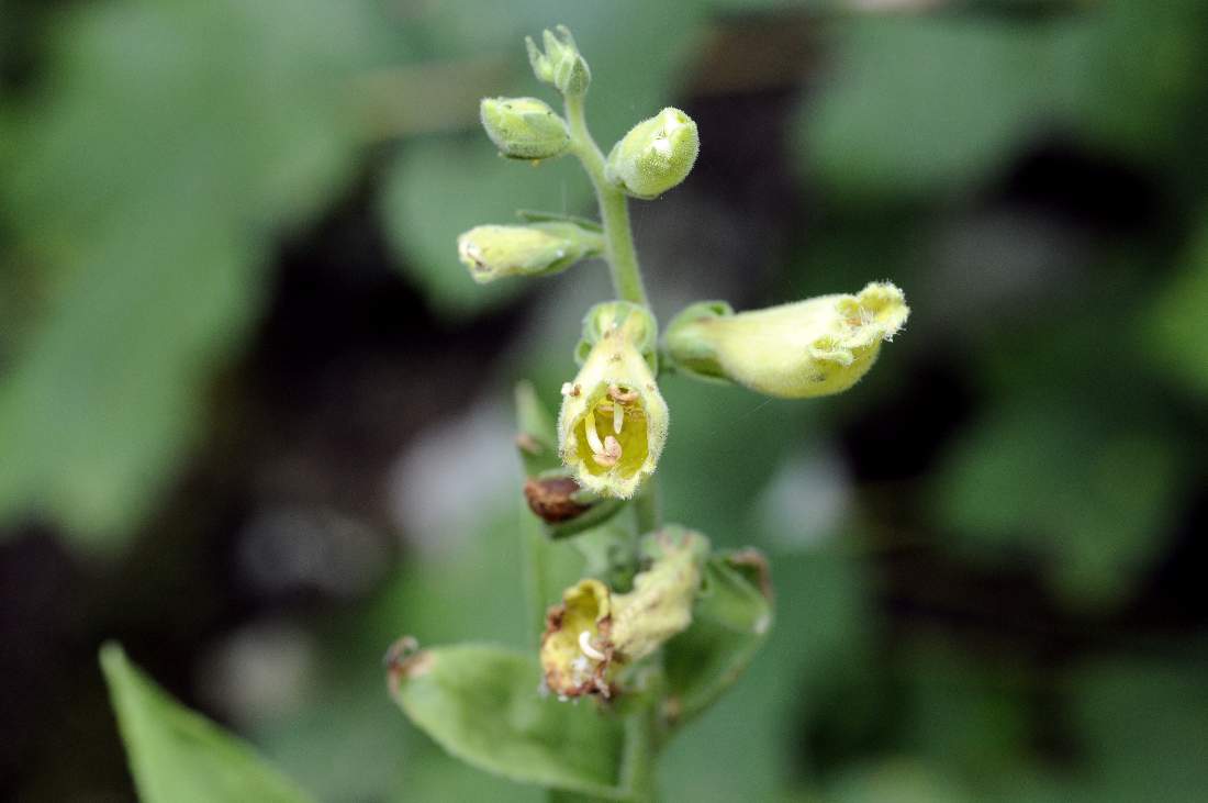 Digitalis lutea