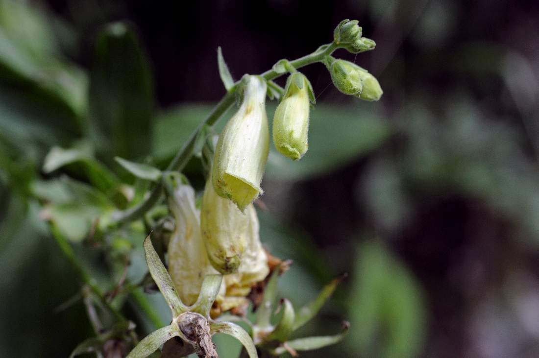 Digitalis lutea