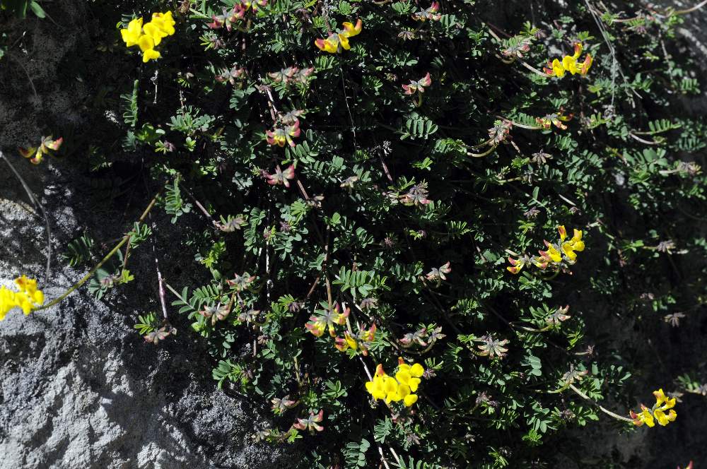 Hippocrepis comosa