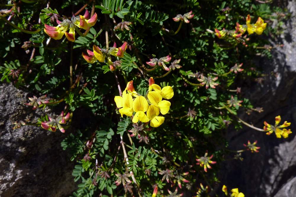Hippocrepis comosa