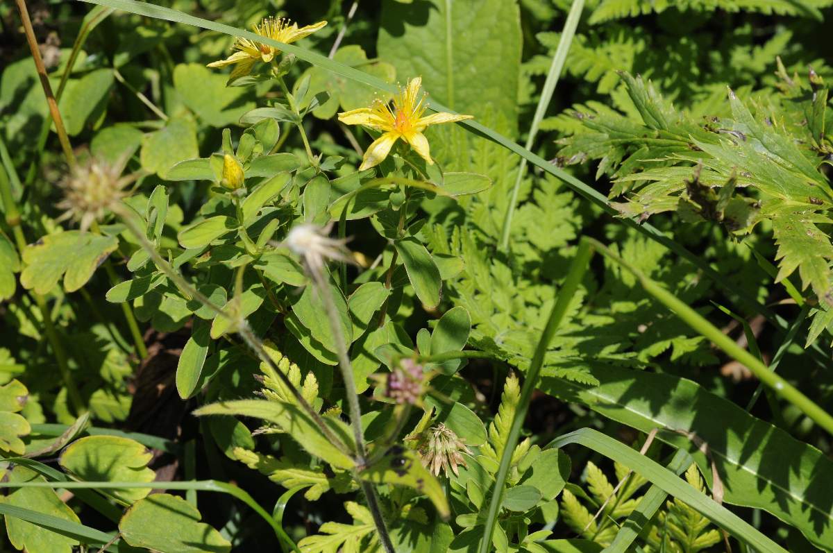 Hypericum maculatum