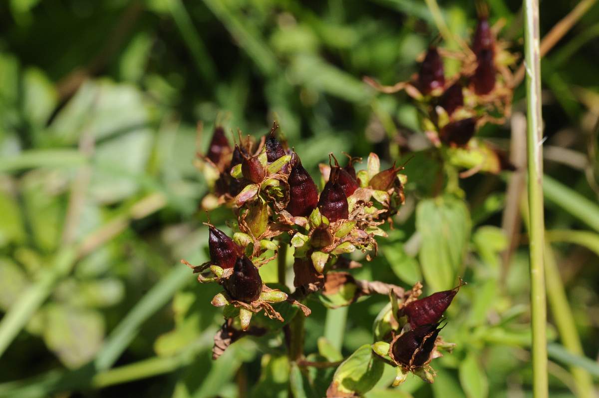 Hypericum maculatum