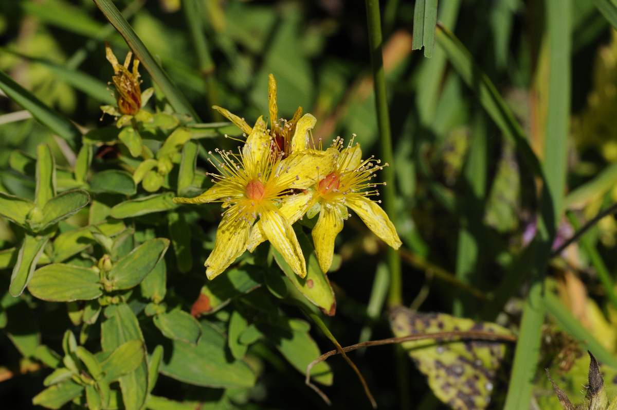 Hypericum maculatum
