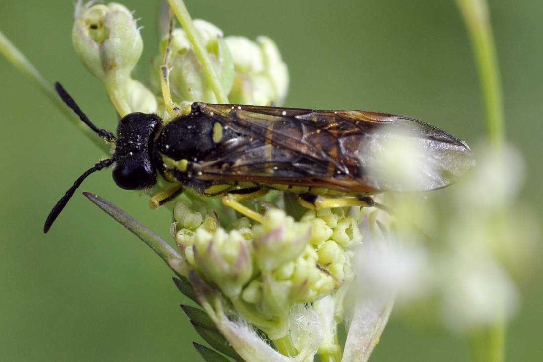Hemiptera spero. No. Tenthredinidae
