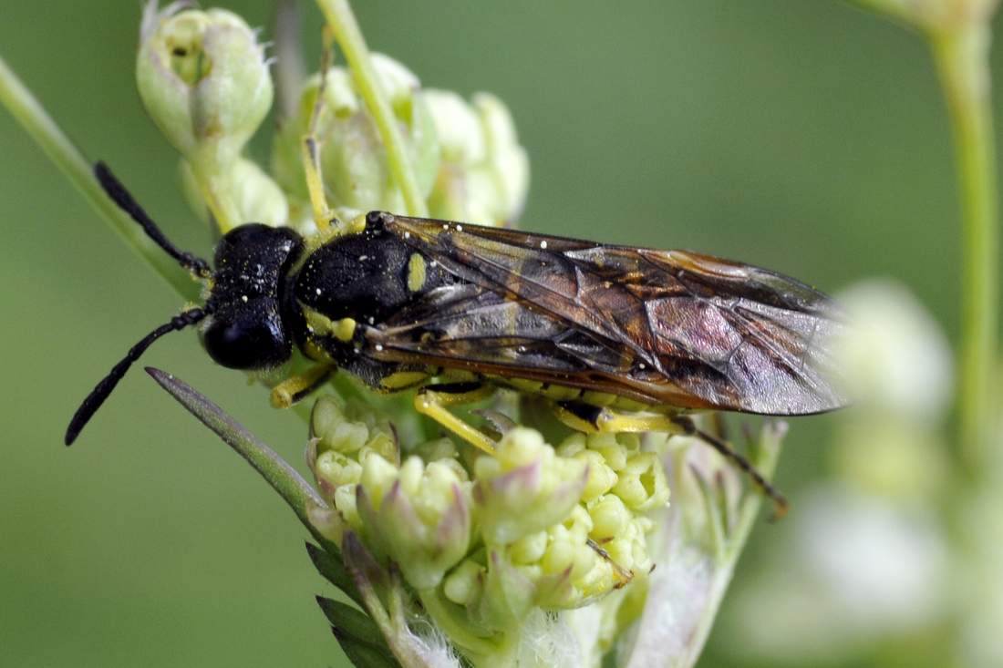Hemiptera spero. No. Tenthredinidae