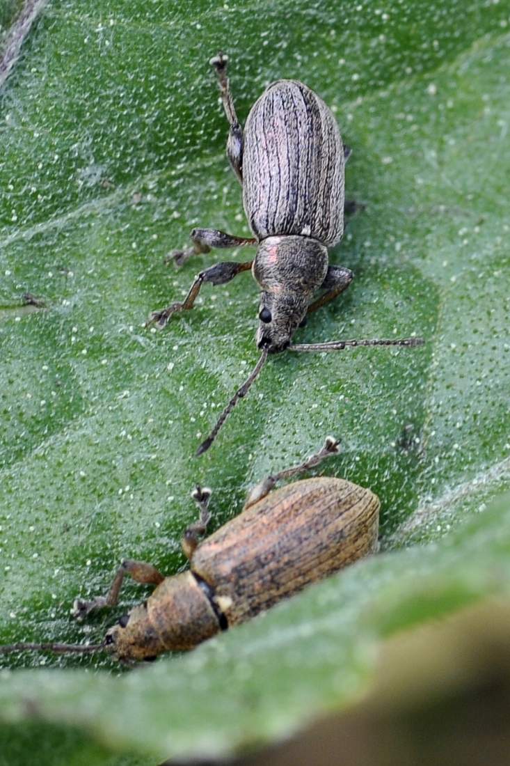 Credo Phyllobius da ID