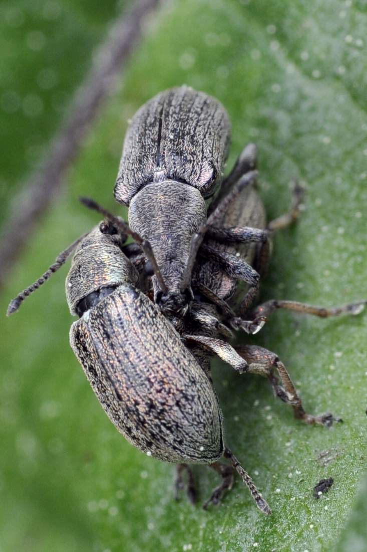 Credo Phyllobius da ID