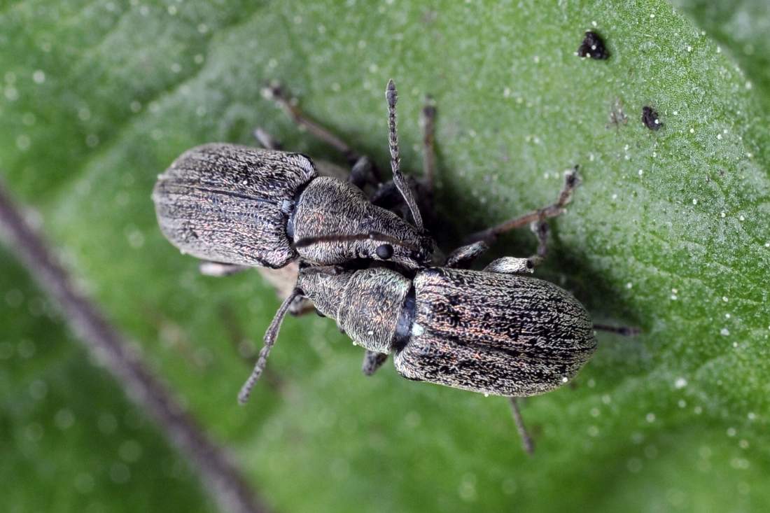 Credo Phyllobius da ID