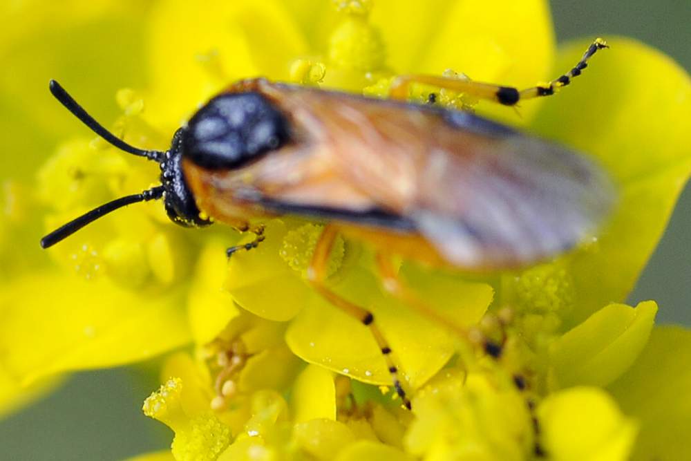 Arge ochropus, Argidae