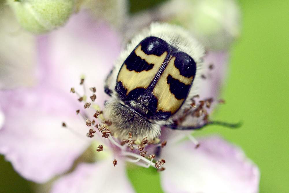 Trichius fasciatus  (Cetoniidae)