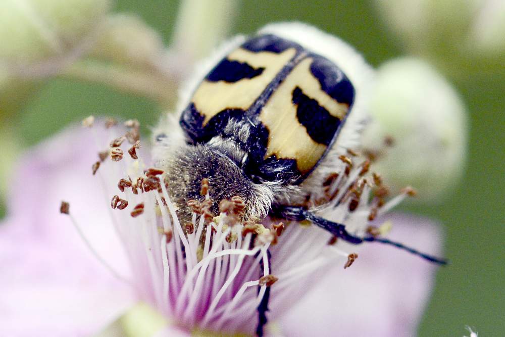 Trichius fasciatus  (Cetoniidae)