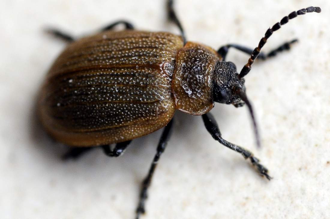 Galeruca rufa
