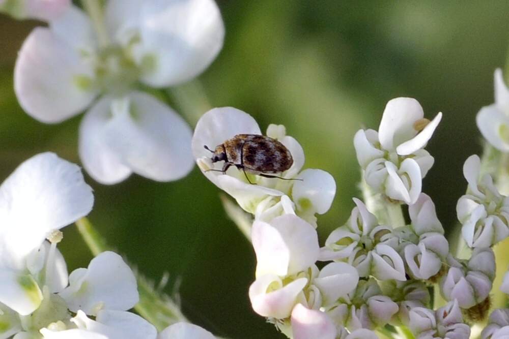 Anthrenus verbasci