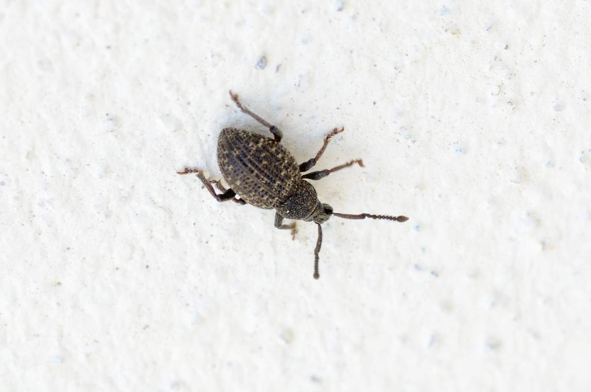 Coleottero (spero) da id: Otiorhynchus globus