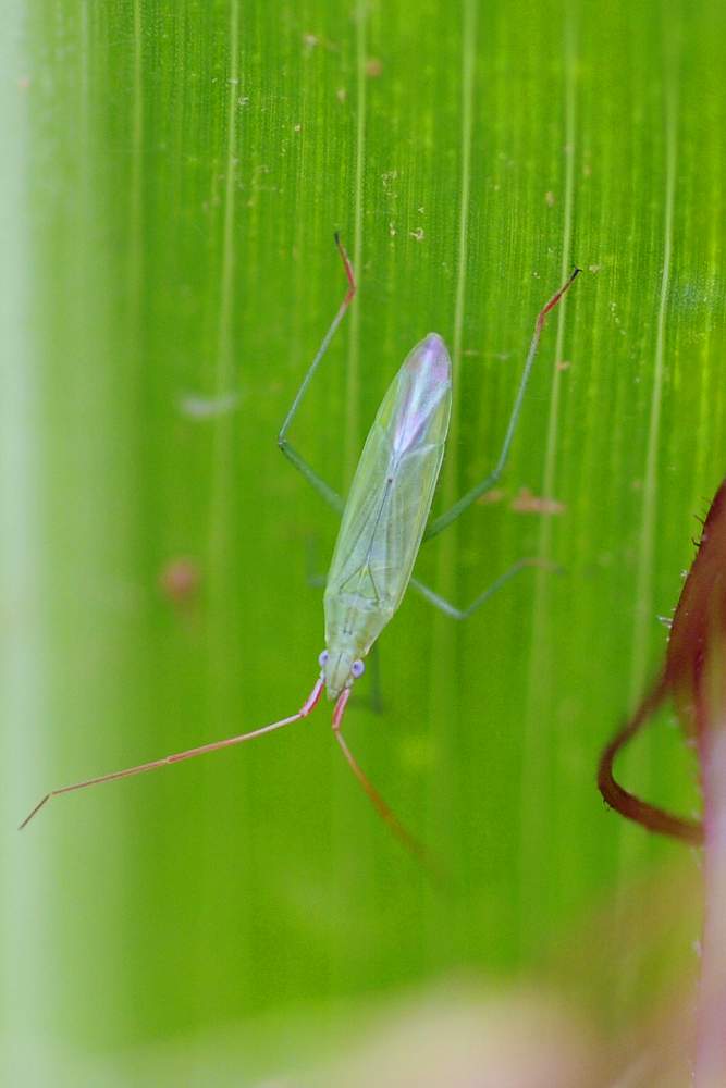 Miridae: Trigonotylus sp. del veneto (TV)