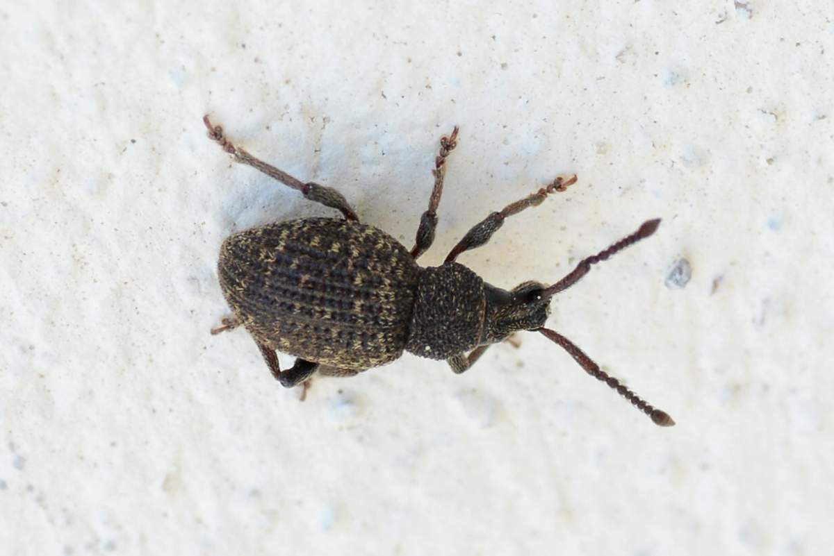 Coleottero (spero) da id: Otiorhynchus globus