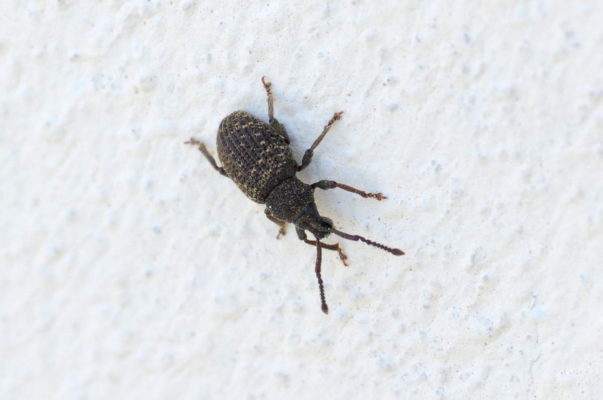Coleottero (spero) da id: Otiorhynchus globus